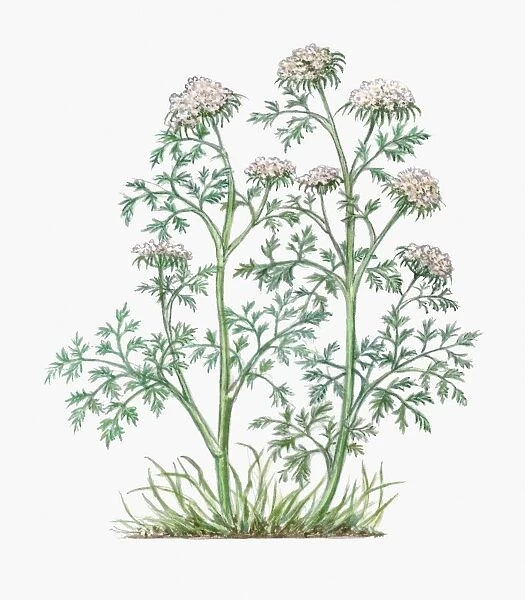 Illustration of Aethusa Cynapium (Fools Parsley), umbels of small white flowers on tall stems with