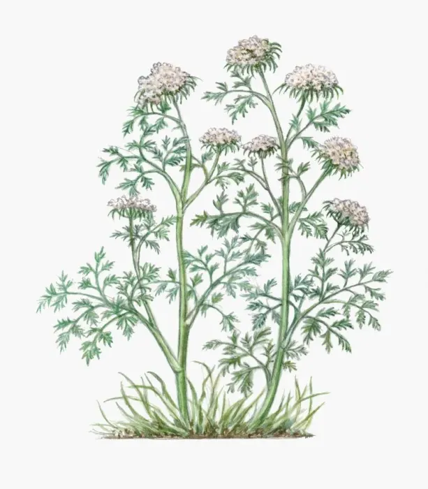 Framed Print : Illustration of Aethusa Cynapium (Fools Parsley), umbels of small white flowers on tall stems with