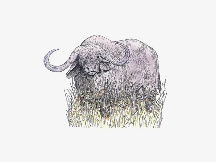 Framed Print : Illustration of African Buffalo (Syncerus caffer) standing on grass Framed Print : Illustration of African Buffalo (Syncerus caffer) standing on grass