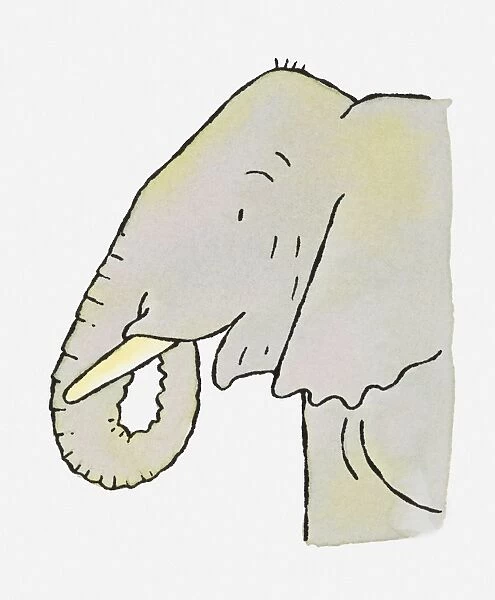 Illustration of African Bush Elephant (Loxodonta africana), head in profile