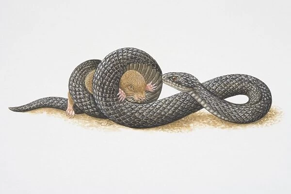 Illustration, African Mole Snake (Pseudaspis cana) coiling its body tightly around small rodent and trapping it, side view