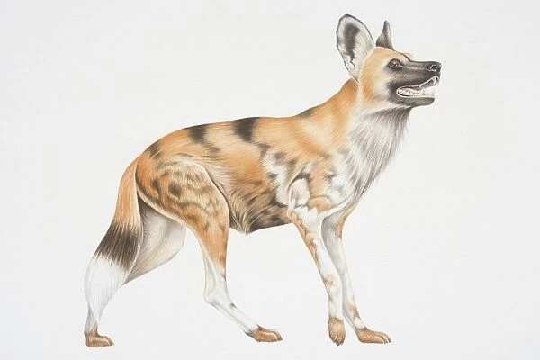 Illustration, African Wild Dog (lycaon pictus), side view