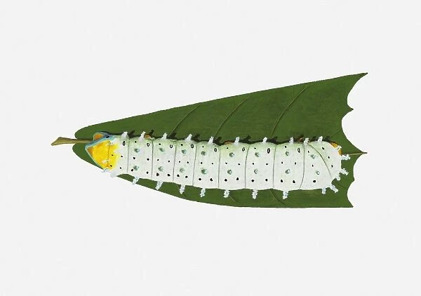 Illustration of Ailanthus Silkmoth (Samia cynthia) caterpillar feeding on leaf