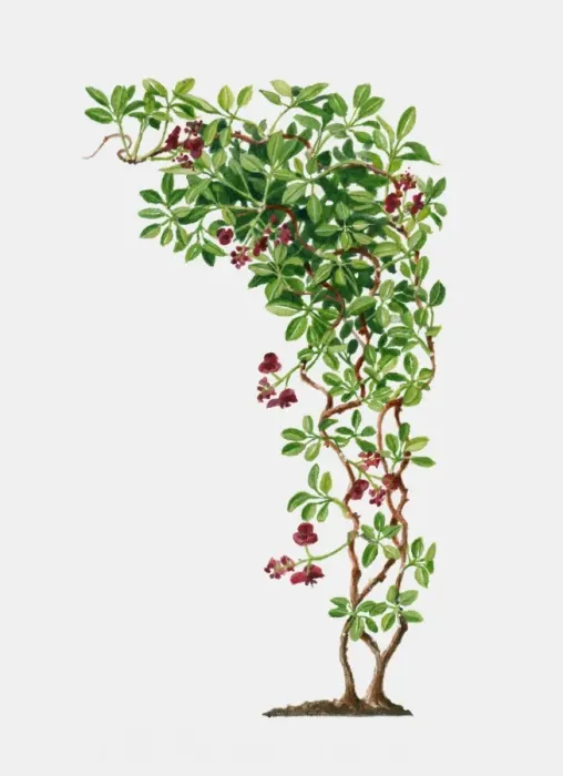 Framed Print : Illustration of Akebia quinata (Fiveleaf Akebia), deciduous to semi-evergreen twining vine with gree Framed Print : Illustration of Akebia quinata (Fiveleaf Akebia), deciduous to semi-evergreen twining vine with gree