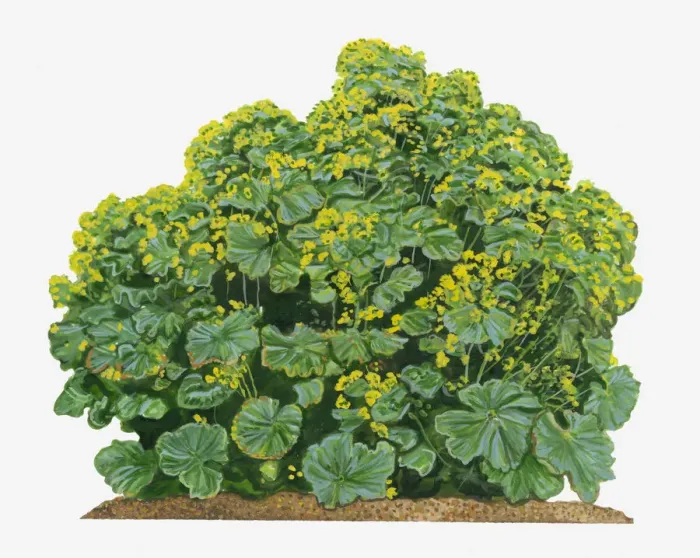 Framed Print : Illustration of Alchemilla mollis (Ladys Mantle) bearing clusters of chartreuse flowers and large palmately veined leaves Framed Print : Illustration of Alchemilla mollis (Ladys Mantle) bearing clusters of chartreuse flowers and large palmately veined leaves