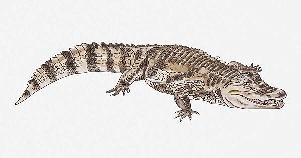 Illustration of an alligator, side view