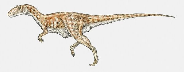Illustration of Allosaurus theropod dinosaur