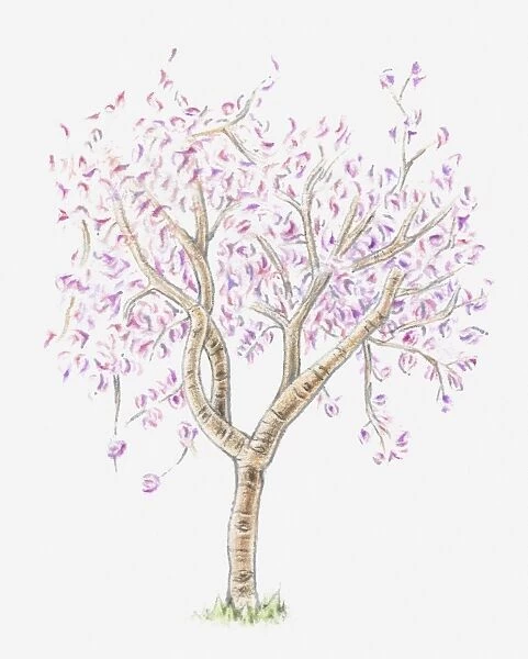 Illustration of almond tree in bloom