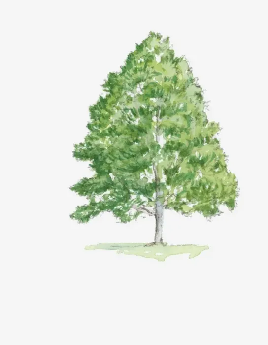 Framed Print : Illustration of Alnus (Alder) tree with green foliage