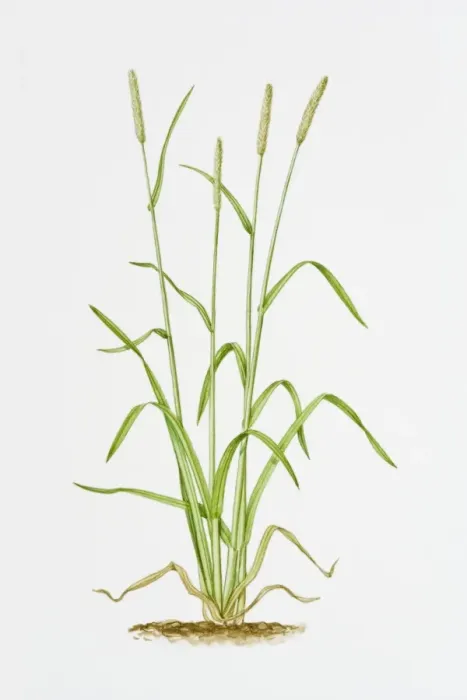 Framed Print : Illustration of Alopecurus pratensis (Meadow Foxtail) Framed Print : Illustration of Alopecurus pratensis (Meadow Foxtail)