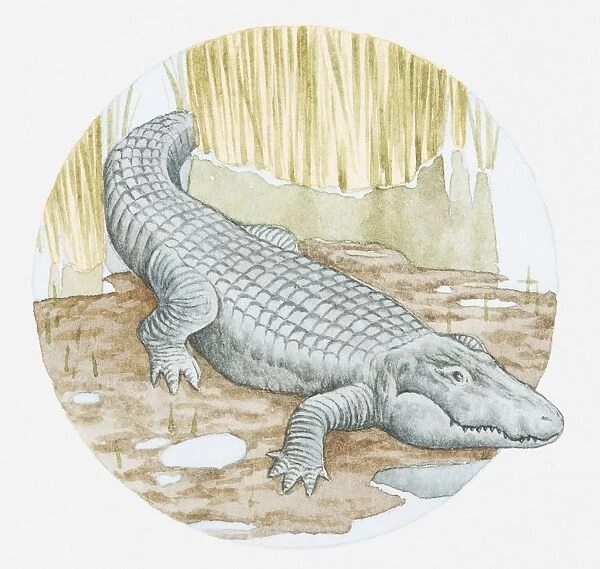 Illustration of American alligator (Alligator mississipiensis) on muddy shore
