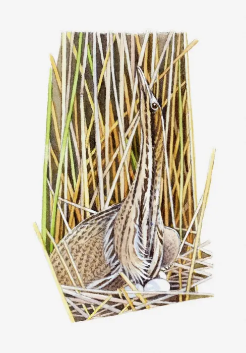 Framed Print : Illustration of American Bittern (Botaurus lentiginosus) sitting on eggs in nest camouflaged by long grass and reeds Framed Print : Illustration of American Bittern (Botaurus lentiginosus) sitting on eggs in nest camouflaged by long grass and reeds