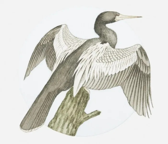 Framed Print : Illustration of American darter (Anhinga anhinga) on tree stump with wings spread Framed Print : Illustration of American darter (Anhinga anhinga) on tree stump with wings spread