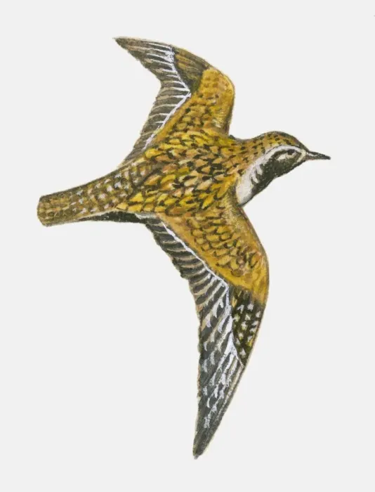 Framed Print : Illustration of an American golden plover (Pluvialis dominica) in flight Framed Print : Illustration of an American golden plover (Pluvialis dominica) in flight
