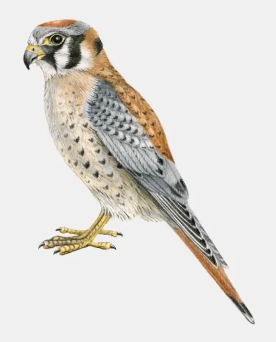 Framed Print : Illustration of an American kestrel (Falco sparverius), side view