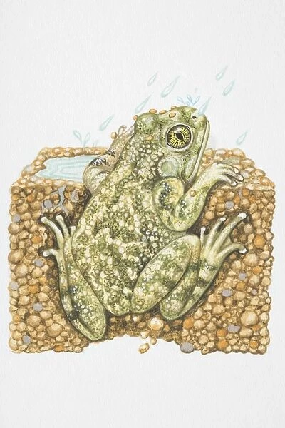 Illustration, American Spadefoot Toad (Scaphiopus sp.) peeking out from burrow in the rain, rear view