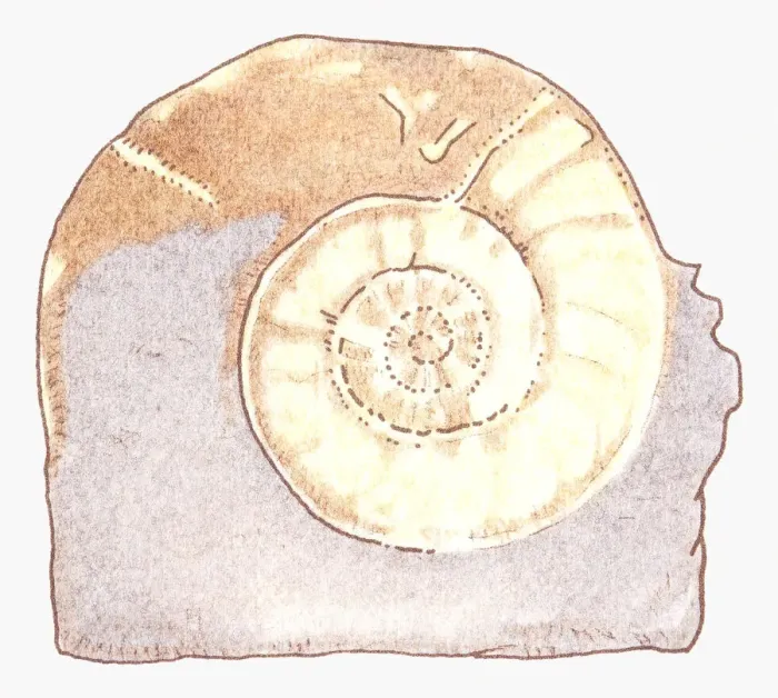 Framed Print : Illustration of Ammonite fossil Framed Print : Illustration of Ammonite fossil