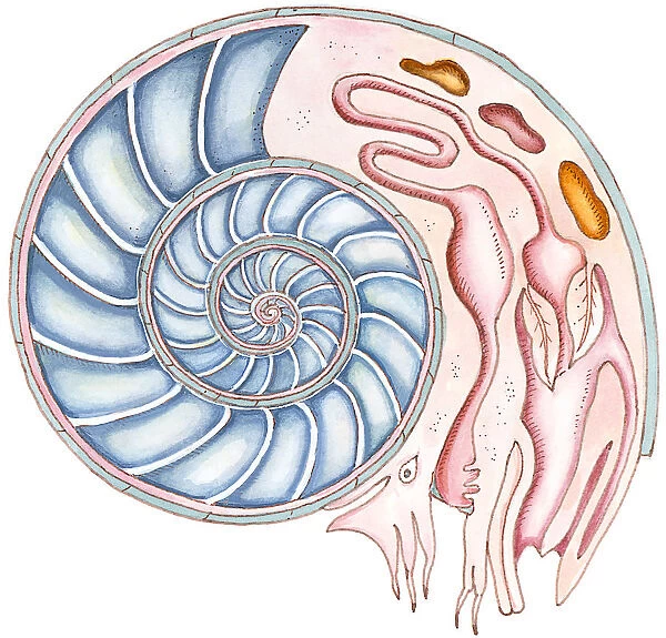 Illustration of Ammonite showing cross section of spiral, and internal organs
