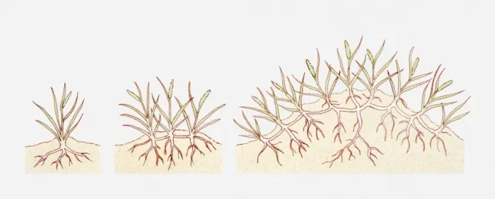 Framed Print : Illustration of Ammophila areanaria (Marram grass) growing in coastal sands, building up into a dune, multiple image Framed Print : Illustration of Ammophila areanaria (Marram grass) growing in coastal sands, building up into a dune, multiple image
