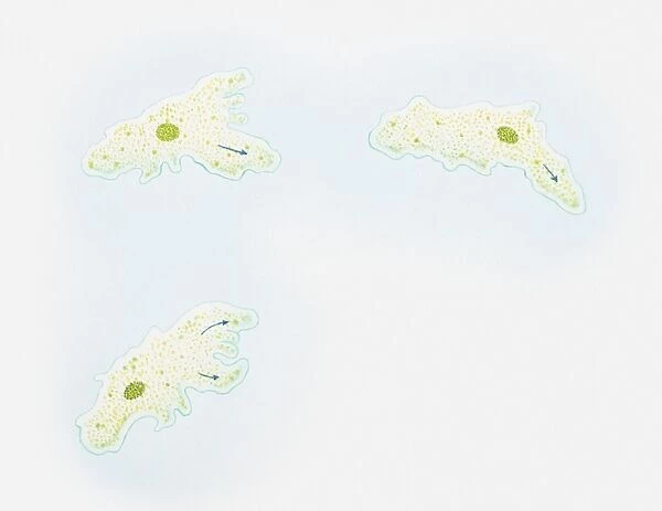 Illustration of how an amoeba moves, liquid cytoplasm flowing through pseudopods carrying organelles with it, amoeba sending out pseudopods in direction of motion