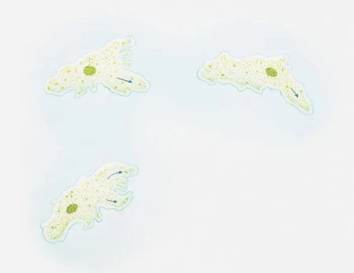 Framed Print : Illustration of how an amoeba moves, liquid cytoplasm flowing through pseudopods carrying organelles with it, amoeba sending out pseudopods in direction of motion Framed Print : Illustration of how an amoeba moves, liquid cytoplasm flowing through pseudopods carrying organelles with it, amoeba sending out pseudopods in direction of motion