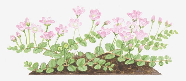 Illustration of Anagallis tenella (Bog pimpernel), leaves and pink flowers