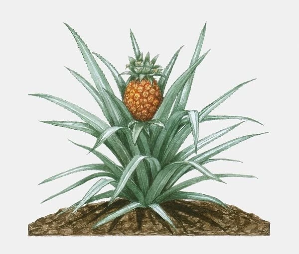 Illustration of Ananas comosus (Pineapple), herbaceous perennial plant showing green leaves and ripe