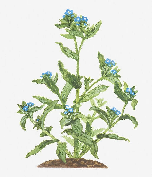 Illustration of Anchusa arvensis (Bugloss), leaves and blue flowers