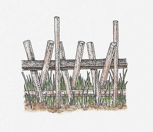 Illustration of ancient raised walkway over reed swamps, Sweet Track, Somerset, England
