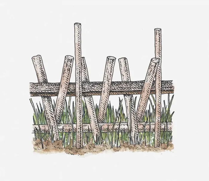 Framed Print : Illustration of ancient raised walkway over reed swamps, Sweet Track, Somerset, England Framed Print : Illustration of ancient raised walkway over reed swamps, Sweet Track, Somerset, England
