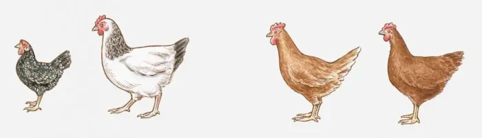 Framed Print : Illustration of Ancona Bantam, Light Sussex, Isa Brown, and Rhode Island Red chickens Framed Print : Illustration of Ancona Bantam, Light Sussex, Isa Brown, and Rhode Island Red chickens