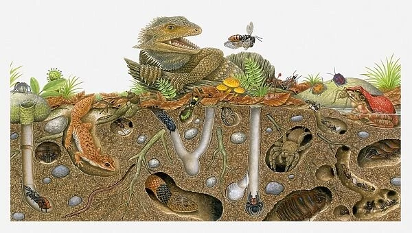 Illustration of animals above ground and in burrows