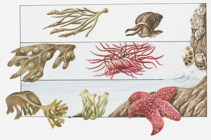 Framed Print : Illustration of animals living on the shore beneath beach surface, channelled wrack, rough periwinkle, acorn barnacle, bladder wrack, beadlet anemone, oarweed, sea squirt, scarlet starfish Framed Print : Illustration of animals living on the shore beneath beach surface, channelled wrack, rough periwinkle, acorn barnacle, bladder wrack, beadlet anemone, oarweed, sea squirt, scarlet starfish