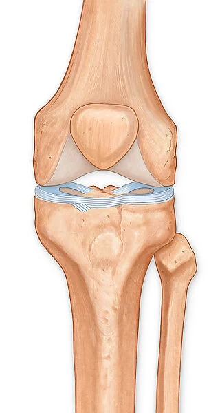 Illustration of the anterior knee, articular surface meniscus