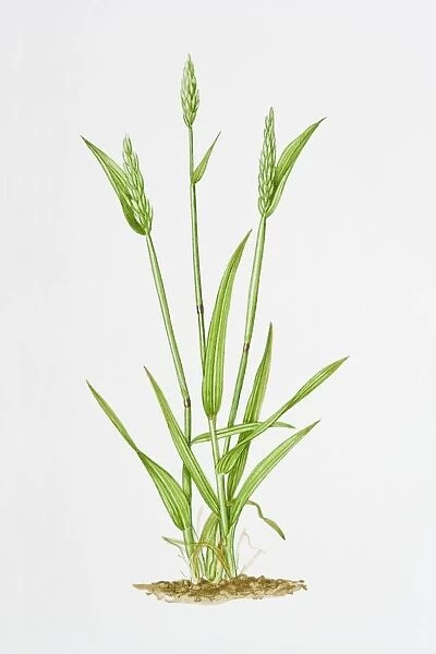 Illustration of Anthoxanthum Odoratum (Vanilla grass)