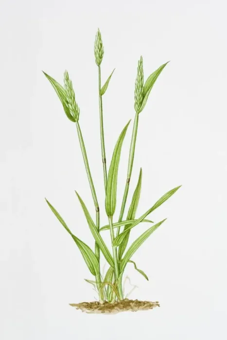 Framed Print : Illustration of Anthoxanthum Odoratum (Vanilla grass)