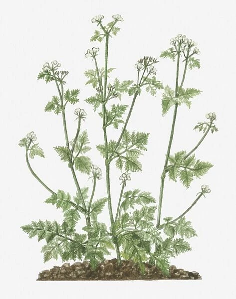 Illustration of Anthriscus cerefolium (Chervil) bearing umbels of small white flowers on tall stem with tripinnate leaves