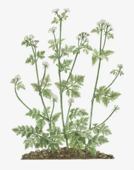 Framed Print : Illustration of Anthriscus cerefolium (Chervil) bearing umbels of small white flowers on tall stem with tripinnate leaves Framed Print : Illustration of Anthriscus cerefolium (Chervil) bearing umbels of small white flowers on tall stem with tripinnate leaves