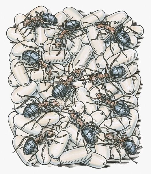 Illustration of ants on top of eggs