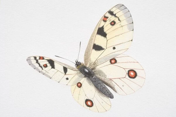 Illustration, Apollo (Parnassius apollo), white butterfly with red and black spots