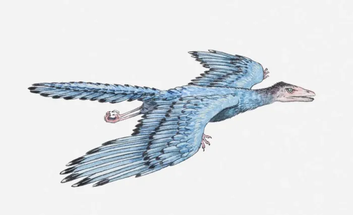 Framed Print : Illustration of an Archaeopteryx in flight, Jurassic period Framed Print : Illustration of an Archaeopteryx in flight, Jurassic period