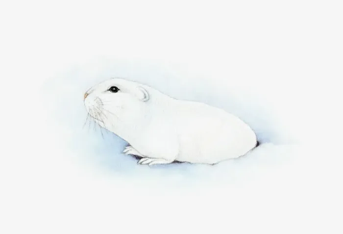 Framed Print : Illustration of Arctic Lemming (Dicrostonyx torquatus) emerging from hole in snow Framed Print : Illustration of Arctic Lemming (Dicrostonyx torquatus) emerging from hole in snow