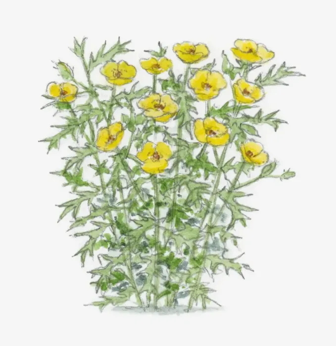 Framed Print : Illustration of Argemone subfusiformis with yellow flowers and spiked green leaves on long stems Framed Print : Illustration of Argemone subfusiformis with yellow flowers and spiked green leaves on long stems