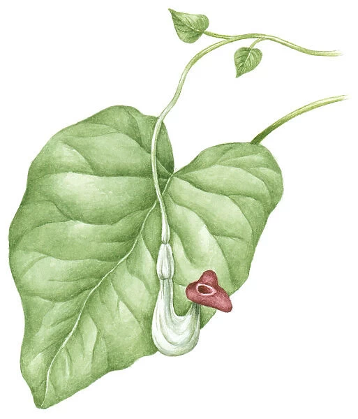 Illustration of Aristolochia durior (Dutchmans Pipe), purple flower and green leaf