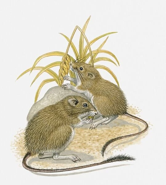Illustration of two Arizona Pocket Mouse (Perognathus amplus) feeding on wheat