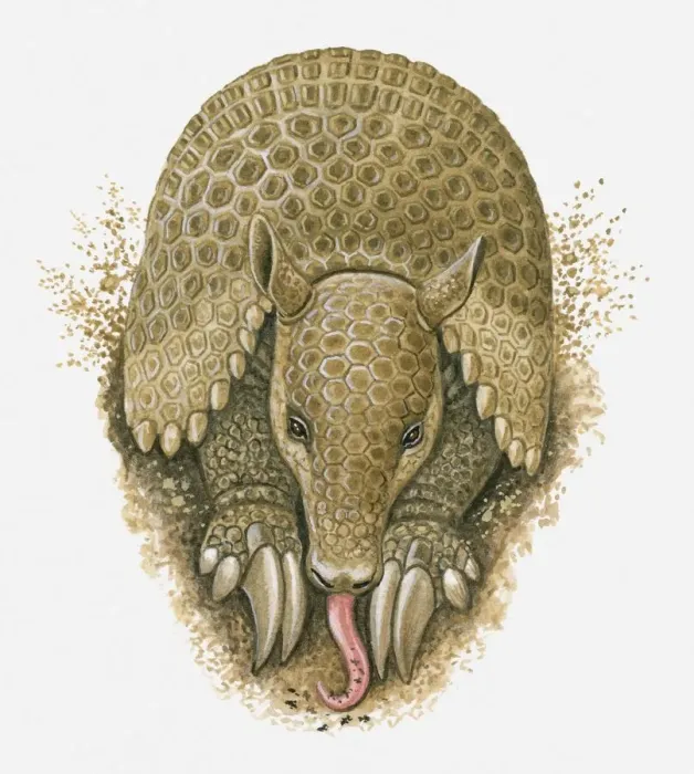 Framed Print : Illustration of Armadillo using tongue to lick up ants in burrow Framed Print : Illustration of Armadillo using tongue to lick up ants in burrow