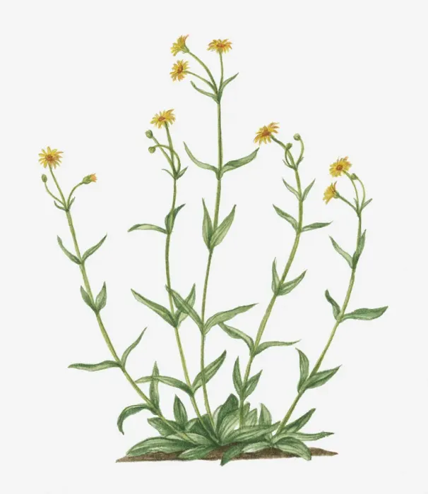 Framed Print : Illustration of Arnica montana (Leopards Bane) bearing yellow flowers on tall stems Framed Print : Illustration of Arnica montana (Leopards Bane) bearing yellow flowers on tall stems