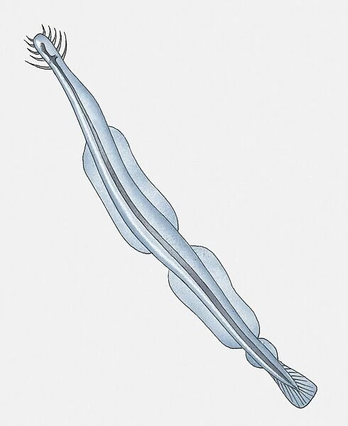 Illustration of Arrow Worm