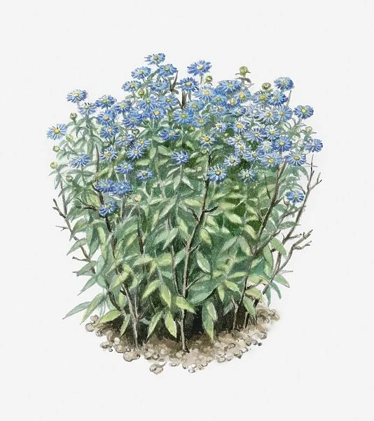 Illustration of Aster amellus (European Michaelmas Daisy) supported by peasticks
