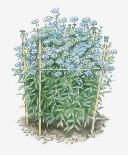 Illustration of Aster amellus (European Michaelmas Daisy) supported by bamboo sticks with protective cane-toppers on the end